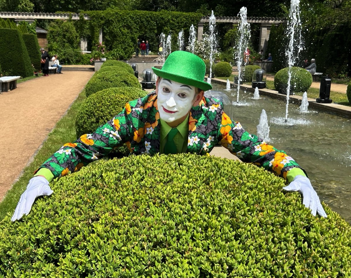 Pantomime Rosengarten